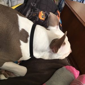 Meet your Posher, Barbara